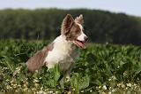 BORDER COLLIE 1097